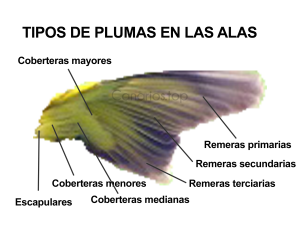 plumas en alas de canario